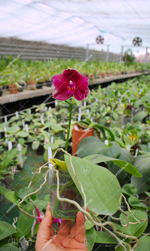 Phalaenopsis Mituo Sun 'Mituo #1' x Ld's Bear King 'RK-1'.jpg