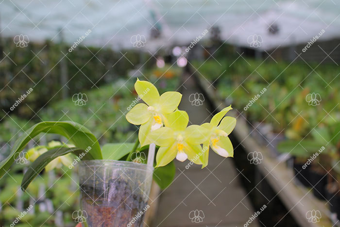 Phalaenopsis Johns Penang Imp x Princess Kaiulani 'flava'.jpg