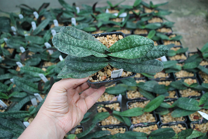 Paphiopedilum concolor.jpg