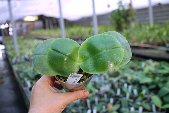 Phalaenopsis Samera x bellina.jpg