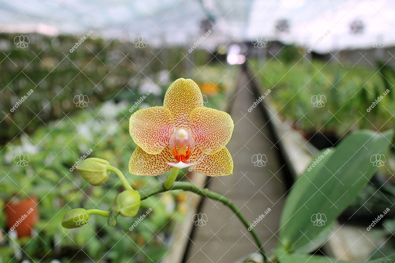 Phalaenopsis Lioulin Goldenfish x Chienlung Black Parrot.jpg