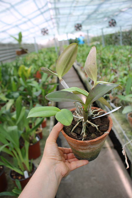 Cattleya violacea 'Lea' x 'Por De Sol'.jpg