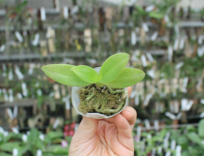 Phalaenopsis equestris peloric 'Joseph Wu'.jpg