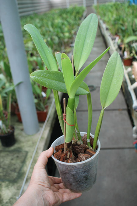 Brassocattleya Chief Pink 'Diana'.jpg