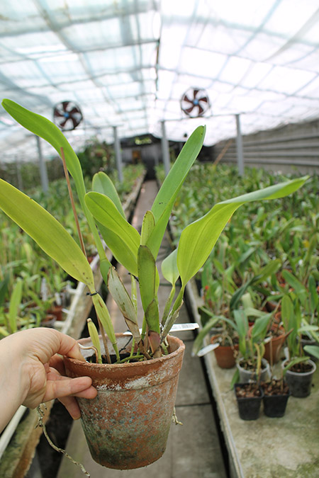 Laelia tenebrosa 'Fumacina Fujita' x Laelia tenebrosa extra XXX.jpg
