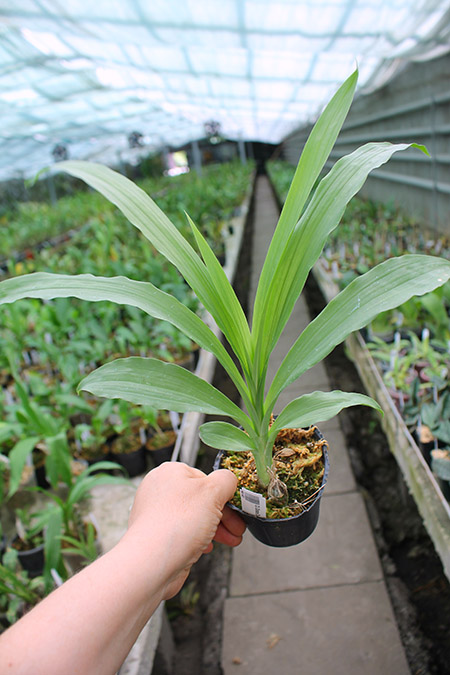 Clowesia Grace Dunn.jpg