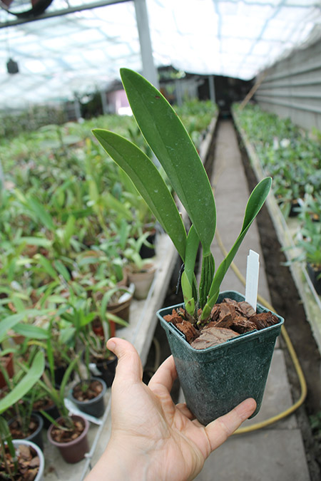 Sophrolaeliocattleya Hsin Buu Lady 'Red Beauty' (Laelia anceps x Sophrolaeliocattleya Wendy's Valentine).jpg