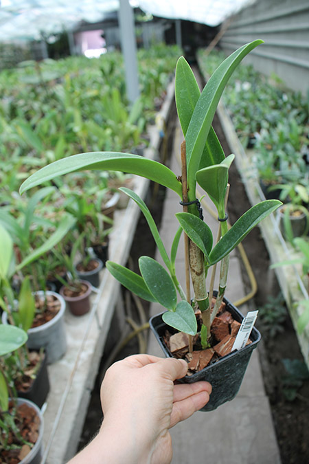 Sophrolaeliocattleya Little Fairy 'Little Fairy'.jpg