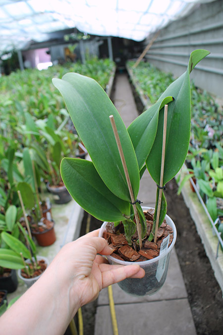 Laeliocattleya Dinard 'Blue Heaven'.jpg