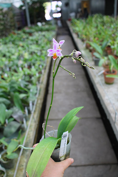 Phalaenopsis equestris (orange lip).jpg