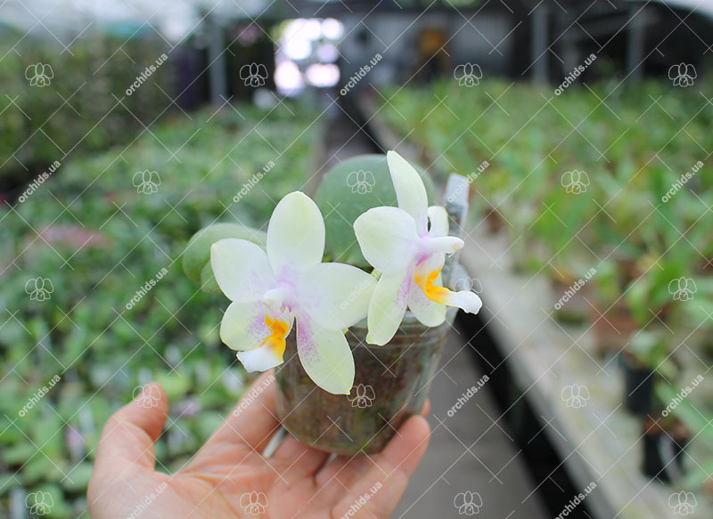 Phalaenopsis Joy Jewel Box (Joy Spring Venus x Buena Jewel).jpg