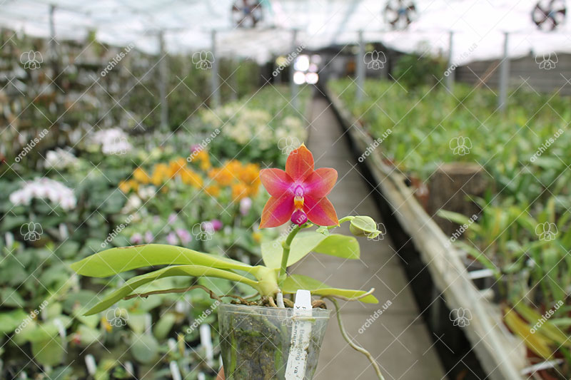 Phalaenopsis Ld's Bear King x Samera.jpg