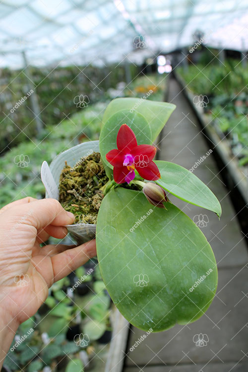 Phalaenopsis Palace Reef 'AL' (MC).jpg