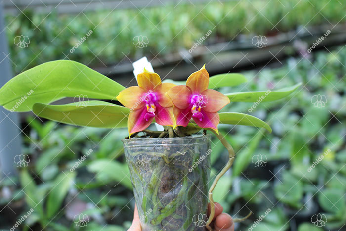 Phalaenopsis (Yin's Bellina Kaiulani x Ld's Bear Queen ) x Dragon Tree Eagle 'Red Eagle'.jpg