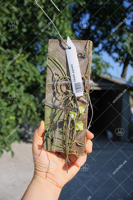 Chiloschista parishii.jpg