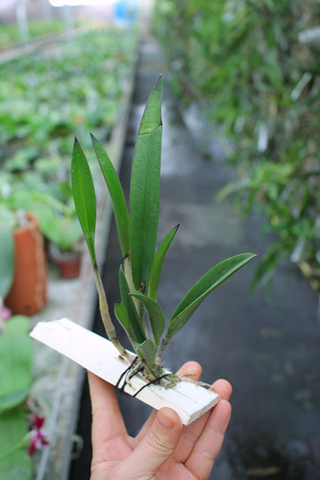 Brassocattleya Jairak Kiku.jpg