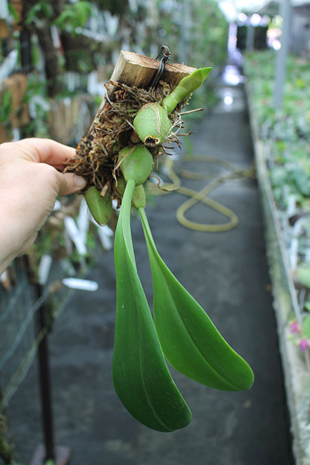 Bulbophyllum sumatranum.jpg