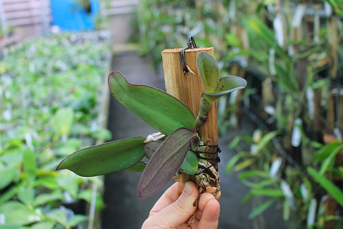 Cattleya schilleriana 'SVO II' x schilleriana 'Afri'.jpg