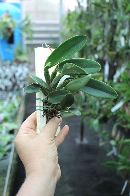 Cattleya Jairak Dolly.jpg