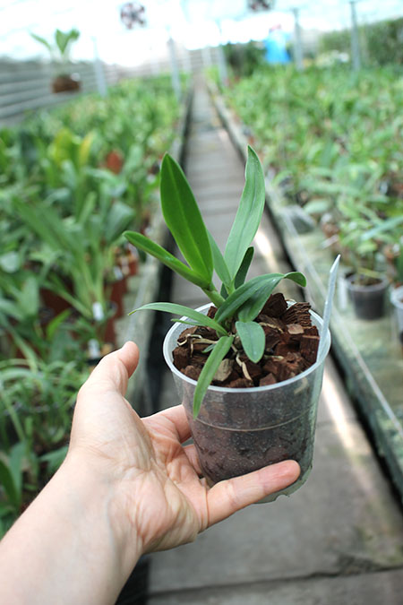 Cattleya Landate 'Dwarf' x Encyclia phoenica 'Cuba'.jpg