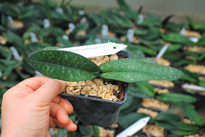 Paphiopedilum godefroyae P729.jpg