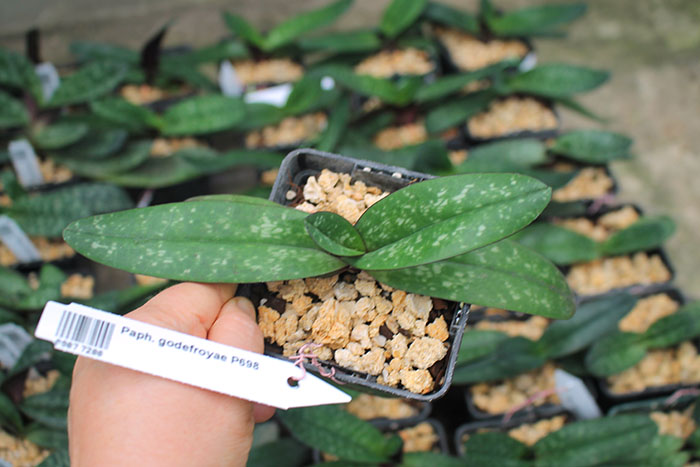 Paphiopedilum godefroyae P698.jpg