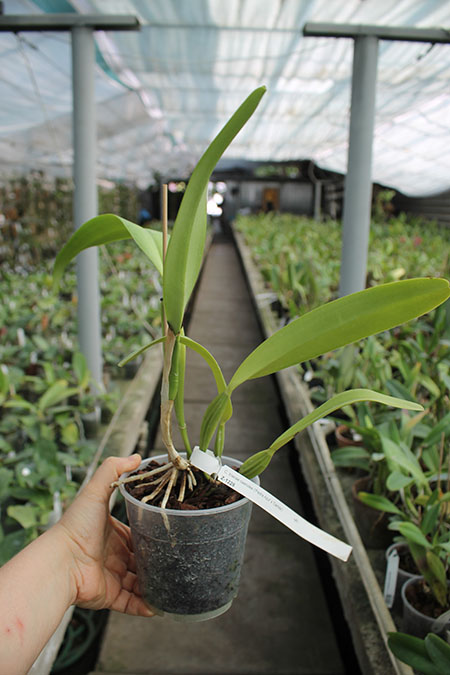 Cattleya trianae caerulea 'Pedra Azul' x trianae caerulea 'Camila'.jpg