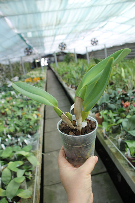 Cattleya warneri coerulea 'Suzuki' x warneri coerulea 'Carolina'.jpg