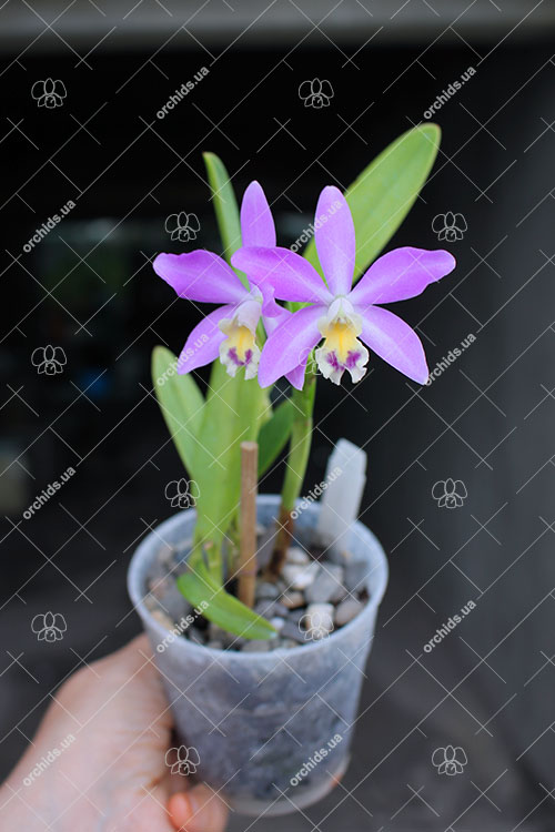 Laeliocattleya Tinny Treasure.jpg
