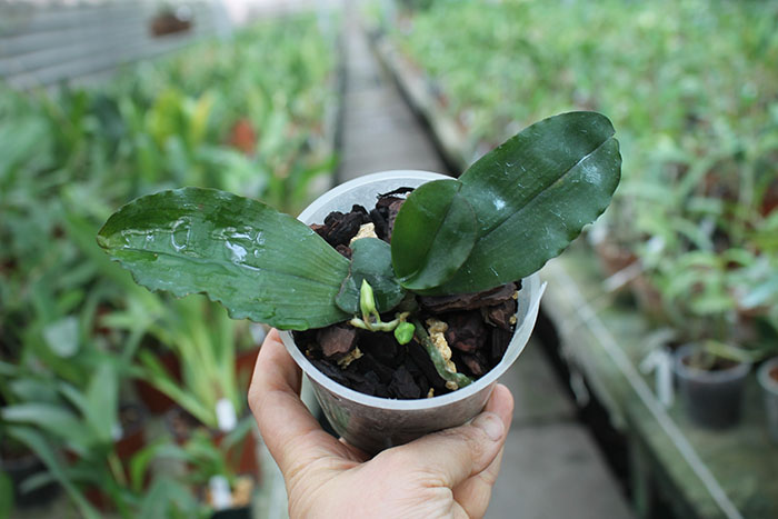 Eurychone rothschildiana.jpg