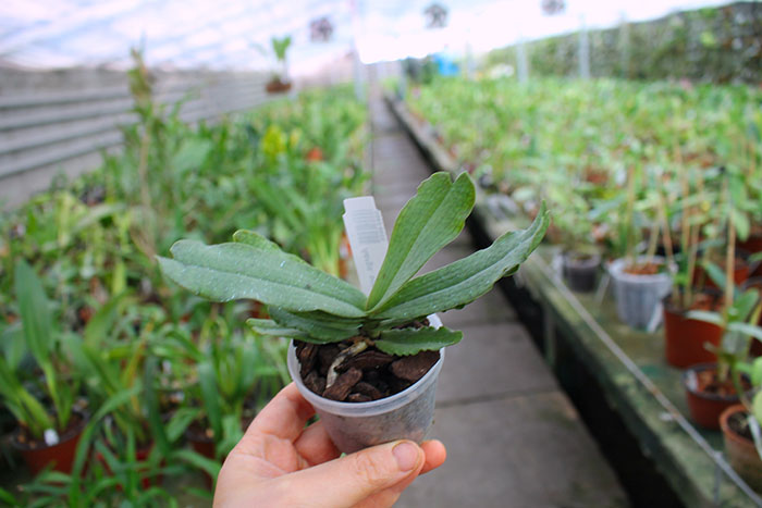 Aerangis somalensis.jpg