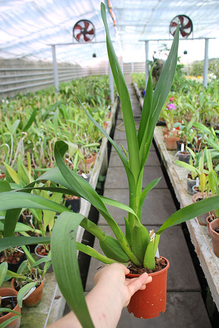 Vuylstekeara Yokara 'Perfection' x Oncidium leucochillum.jpg
