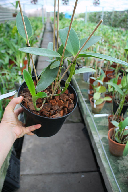 Cattleya intermedia sanguinea 'do Padre Vitus' x Cattleya intermedia flamea 'BF-96'.jpg