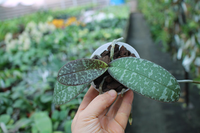 Phalaenopsis stuartiana x sib.jpg