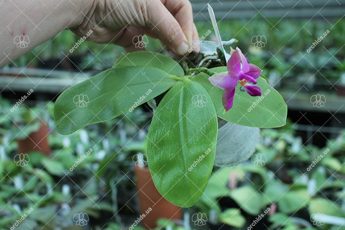 Phalaenopsis violacea indigo x LD Double Dragon 'Mituo #1'.jpg