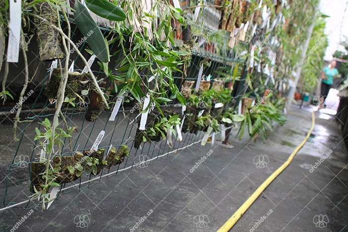 Cool orchids growing.jpg