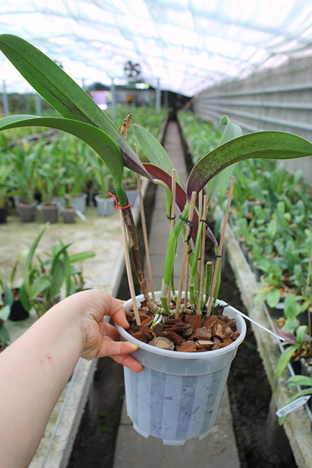 Potinara Luna Jaune 'Celebration' x Brassavola digbyana.jpg