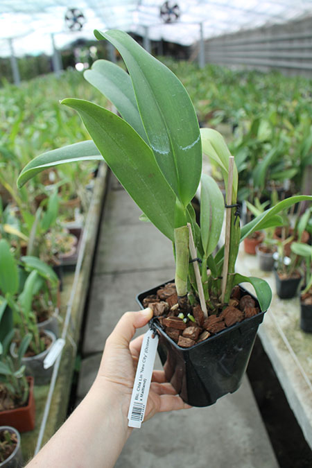 Brassolaeliocattleya Chia Lin 'New City' (Oconee x Maitland).jpg
