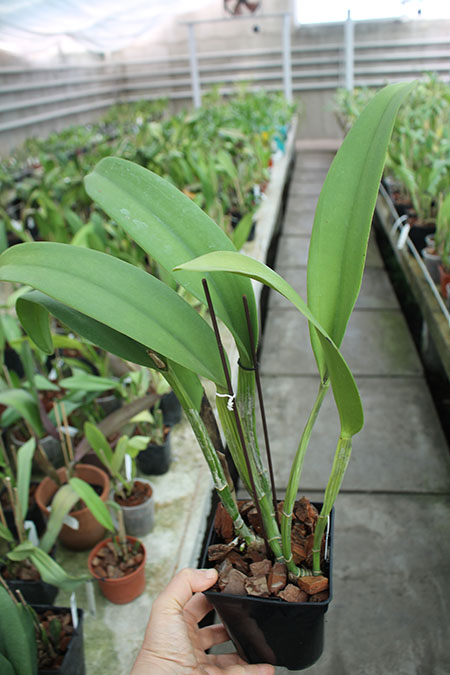 Brassolaeliocattleya Young Kong 'Sun No16'.jpg