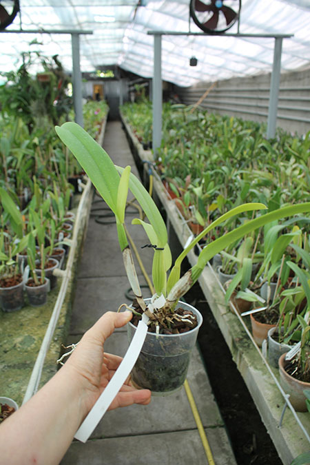 Cattleya gaskelliana coerulescens 'Mimi' SELF.jpg
