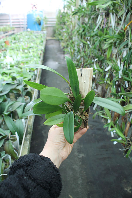 Bulbophyllum macranthum.jpg