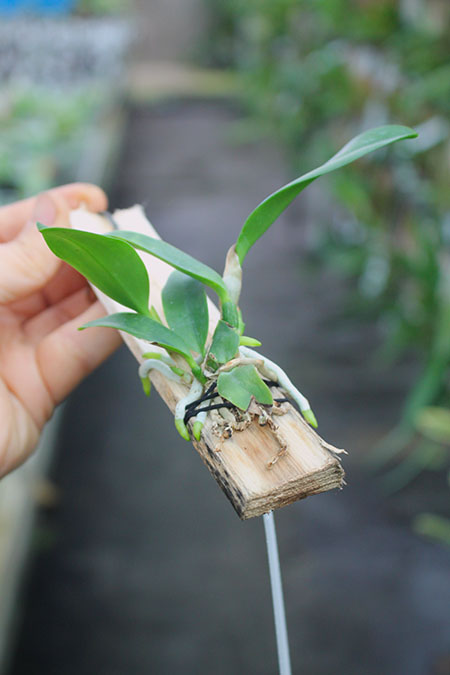 Laelia dayana coerulea 'Blue'.jpg