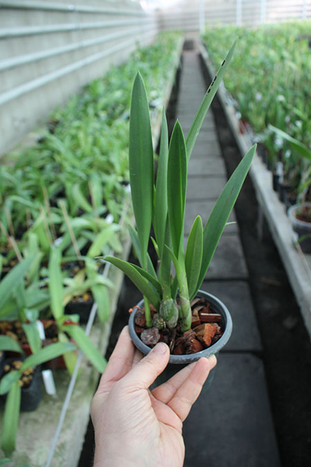 Brassavola Little Star x (Encyclia tampensis x phonesia).jpg
