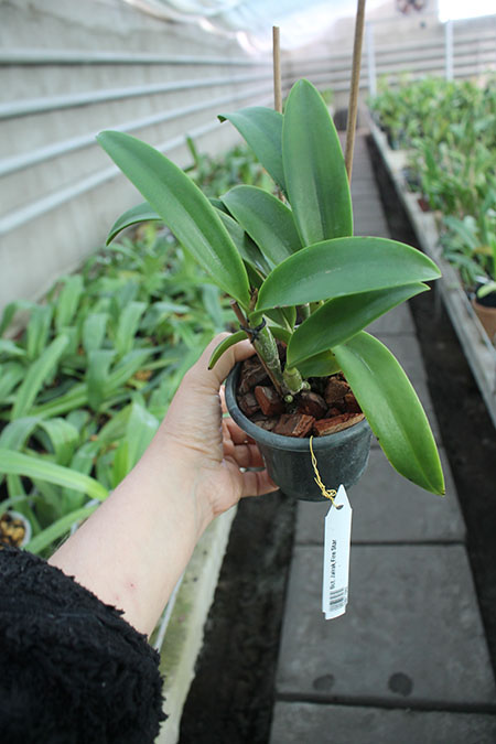 Brassocatanthe Jairak Fire Star.jpg