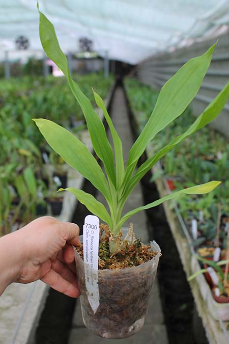 Clowesia Rebecca Northen 'Grapefruit Pink' x Catasetum semicirculatum 'The Best One'.jpg