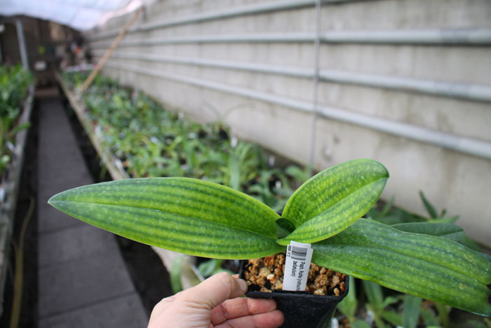 Paphiopedilum Rolfei (rothschildianum x bellatulum).jpg
