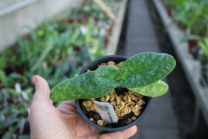 Paphiopedilum bellatulum album.jpg