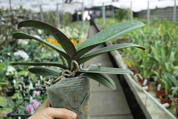 Phalaenopsis Leopard Prince.jpg