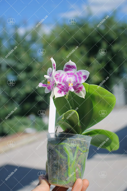 Phalaenopsis Zheng Min Muscadine '323' x speciosa '41-S'.jpg