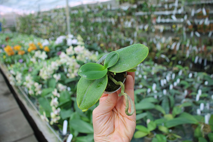 Phalaenopsis Joy little Plums.jpg